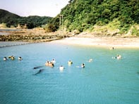 壱岐観光コースイルカに会える