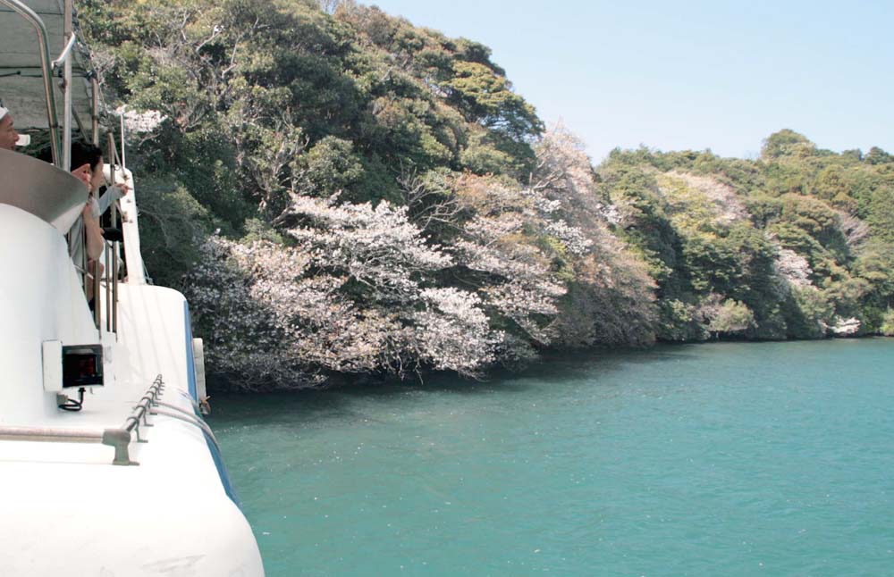 壱岐の桜、乙女の桜 海桜