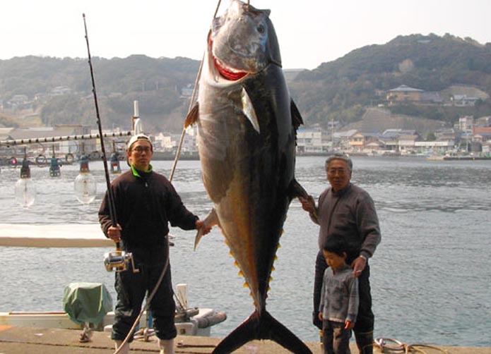 壱岐マグロ 日本の近海マグロを考える マグロ漁師応援隊