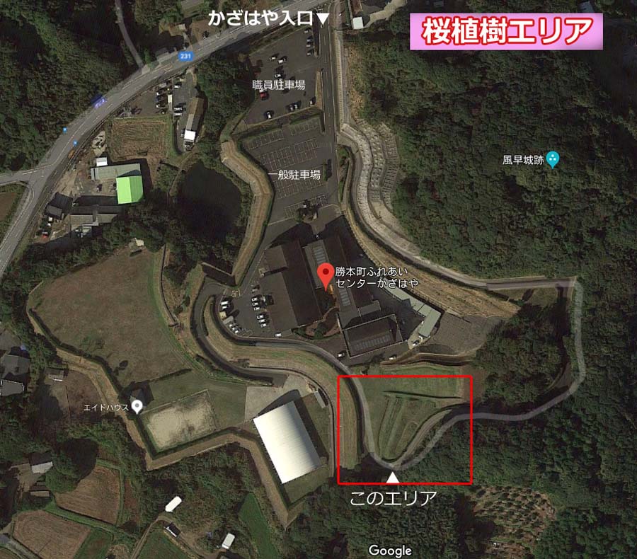 かざはやの桜