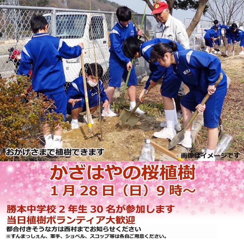 かざはやの桜植樹