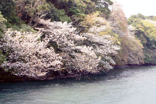 壱岐観光、春は海の桜